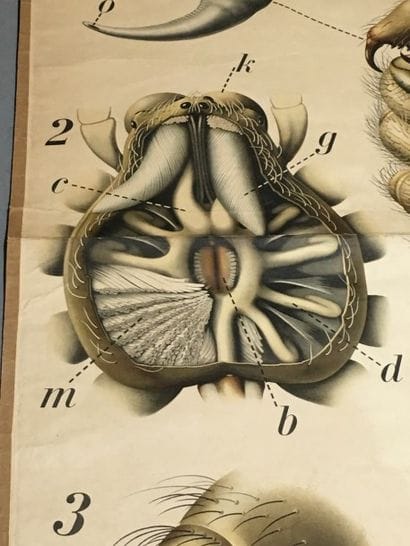 [Zoologie] [Histoire naturelle] [Anatomie]....
