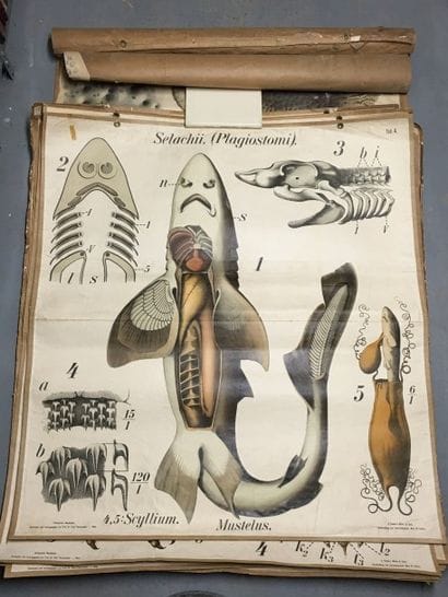 [Zoologie] [Histoire naturelle] [Anatomie]....