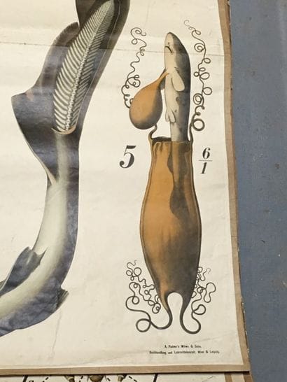 [Zoologie] [Histoire naturelle] [Anatomie]....