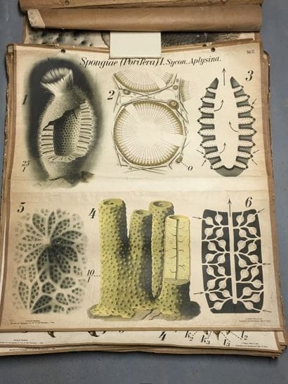 [Zoologie] [Histoire naturelle] [Anatomie]....