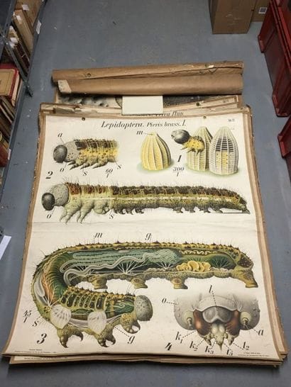 [Zoologie] [Histoire naturelle] [Anatomie]....