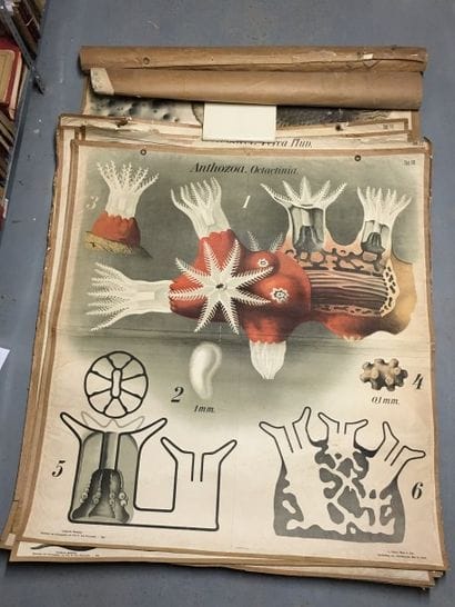 [Zoologie] [Histoire naturelle] [Anatomie]....