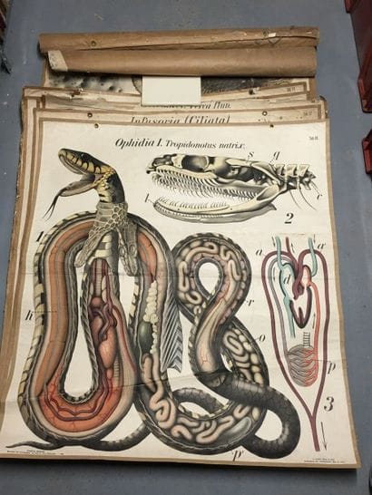 [Zoologie] [Histoire naturelle] [Anatomie]....