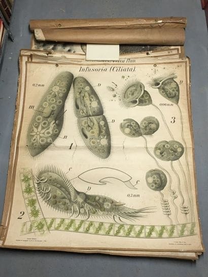 [Zoologie] [Histoire naturelle] [Anatomie]....