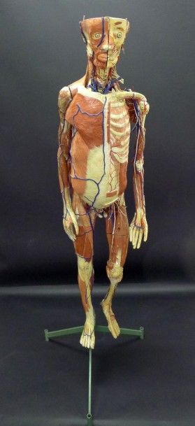 [Anatomie] AUZOUX. Mannequin.

Papier mâché...
