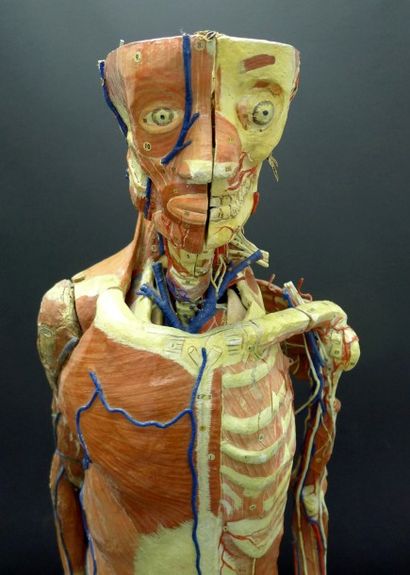 [Anatomie] AUZOUX. Mannequin.

Papier mâché...