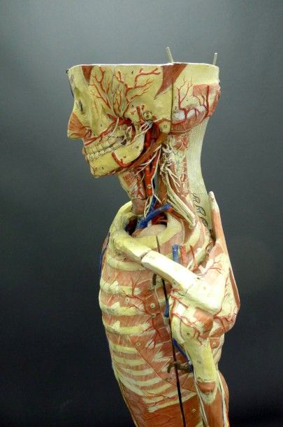 [Anatomie] AUZOUX. Mannequin.

Papier mâché...