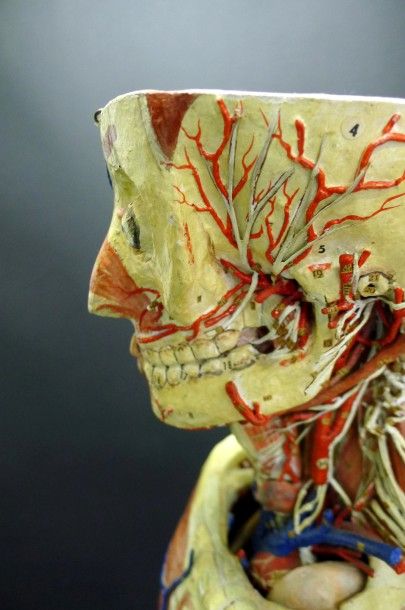 [Anatomie] AUZOUX. Mannequin.

Papier mâché...