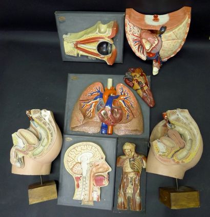 [Anatomie] AUZOUX. DEYROLLE. DIVERS. Lot...
