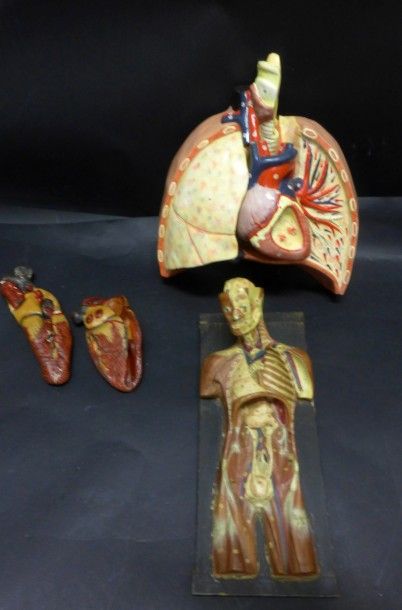 [Anatomie] AUZOUX. DEYROLLE. DIVERS. Lot...