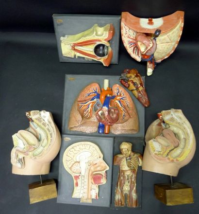 [Anatomie] AUZOUX. DEYROLLE. DIVERS. Lot...