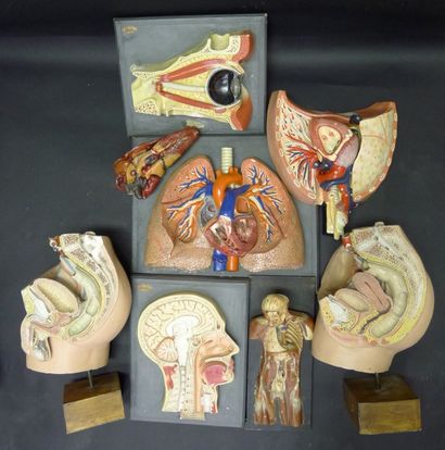 [Anatomie] AUZOUX. DEYROLLE. DIVERS. Lot...