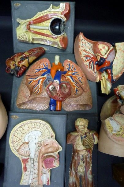 [Anatomie] AUZOUX. DEYROLLE. DIVERS. Lot...