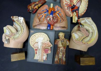[Anatomie] AUZOUX. DEYROLLE. DIVERS. Lot...
