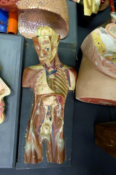 [Anatomie] AUZOUX. DEYROLLE. DIVERS. Lot...