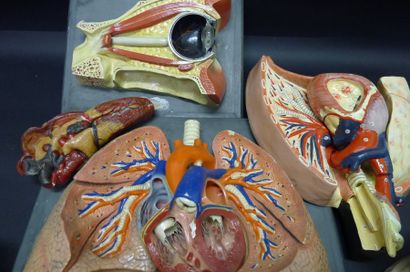 [Anatomie] AUZOUX. DEYROLLE. DIVERS. Lot...
