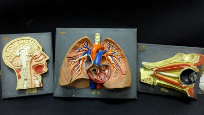 [Anatomie] AUZOUX. DEYROLLE. DIVERS. Lot...