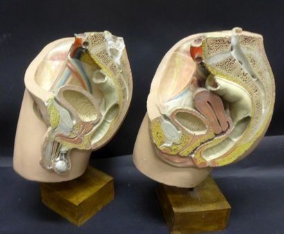 [Anatomie] AUZOUX. DEYROLLE. DIVERS. Lot...