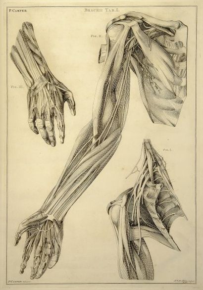 CAMPER PETRUS
Demonstrationum Anatomico-PathOlogicarum...