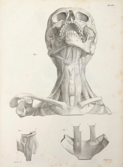 CLOQUET, JULES
Anatomie de l'homme, ou Description...