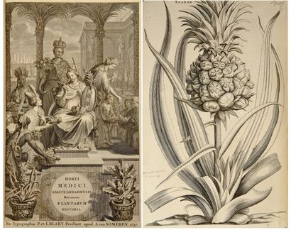COMMELIN, JEAN
Horti Medici Amstelodamensis...