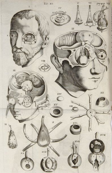 DIEMERBROECK, ISBRANDI DE. Anatome corporis...