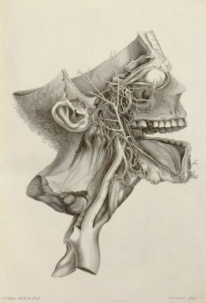 LODER, JUSTUS CHRISTIAN DE
Tabulae anatomicae...