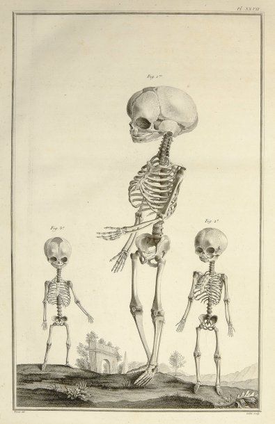 MONRO, ALEXANDER
Traité d'Ostéologie, traduit...