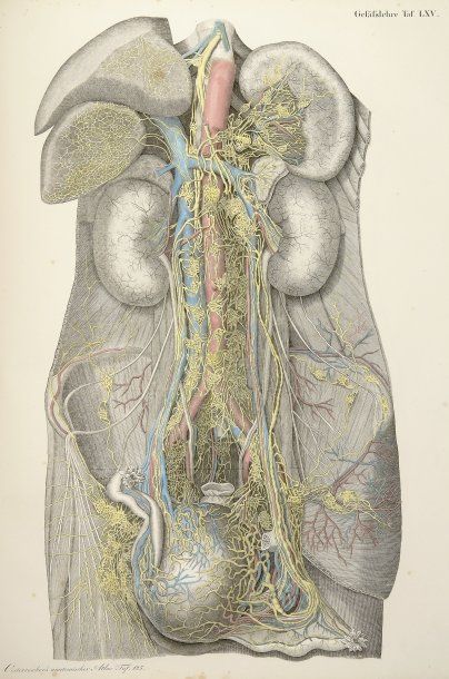OESTERREICHER, HEINRICH
Anatomischer Atlas,...