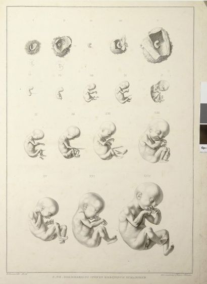 SOEMMERING, SAMUEL THOMAS
Icones embryonum...