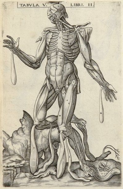 VALVERDE DE AMUSCO, JEAN DE & VÉSALE, ANDRÉ
Anatomie,...