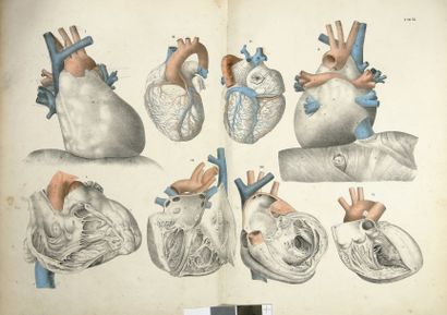 WEBER, MAURICE IGNACE
Anatomischer atlas...