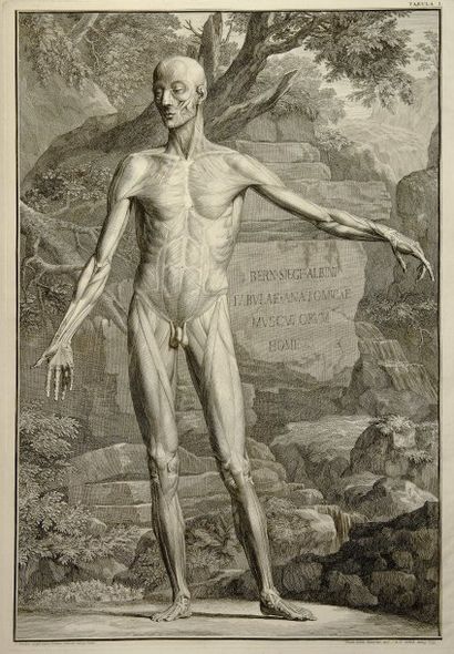 ALBINUS, BERNARD SIEGFRIED
Tabulae sceleti...