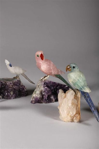 Dix oiseaux de paradis, perroquets et perruches...