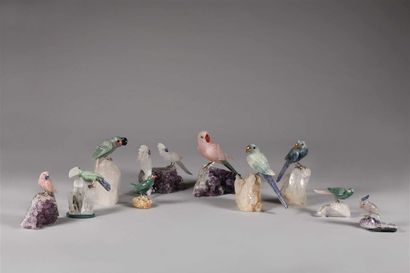 Dix oiseaux de paradis, perroquets et perruches...