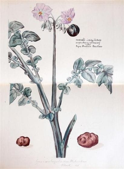 HORS CATALOGUE ///

[Pommes de terre]. ROZE...