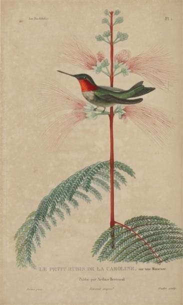 LESSON (René-Primevère). Histoire naturelle...