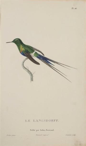 LESSON (René-Primevère). Histoire naturelle...
