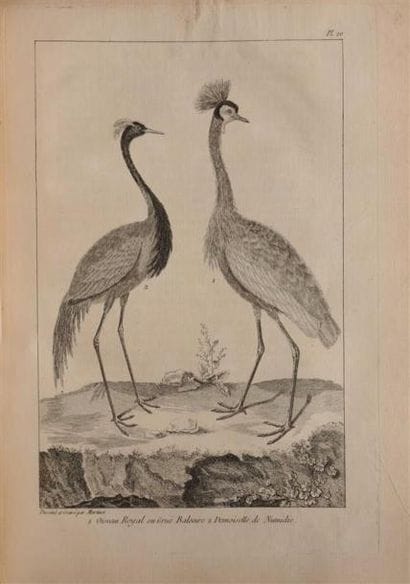 SALERNE (François). L'histoire naturelle...