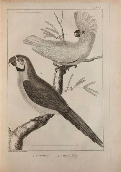 SALERNE (François). L'histoire naturelle...