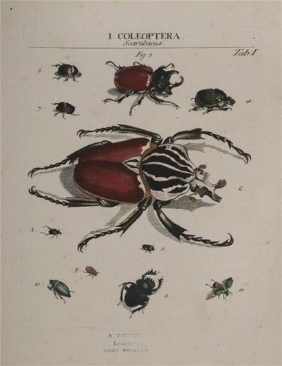 [Entomologie]. ROEMER (Johann Jacob). Genera...