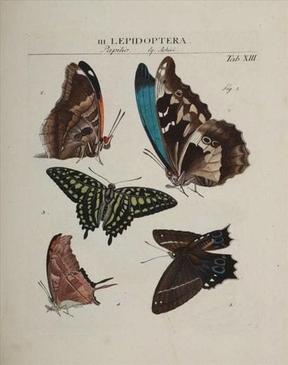 [Entomologie]. ROEMER (Johann Jacob). Genera...