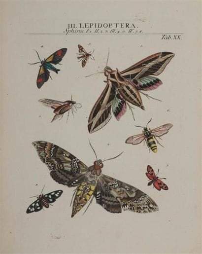 [Entomologie]. ROEMER (Johann Jacob). Genera...