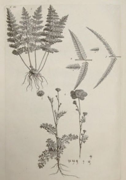 SÉBASTIEN VAILLANT
Botanicon Pariense ou...