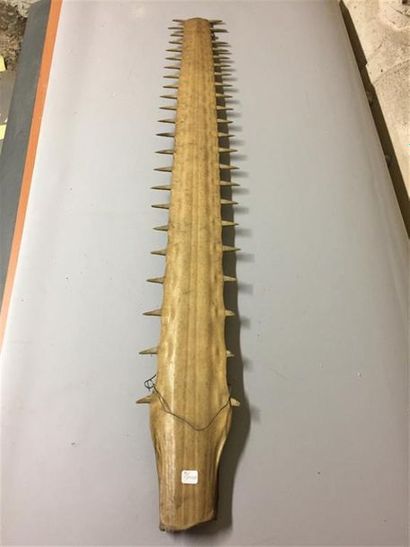 Rostre de poisson scie.
L. : 110 cm.
(Manques...