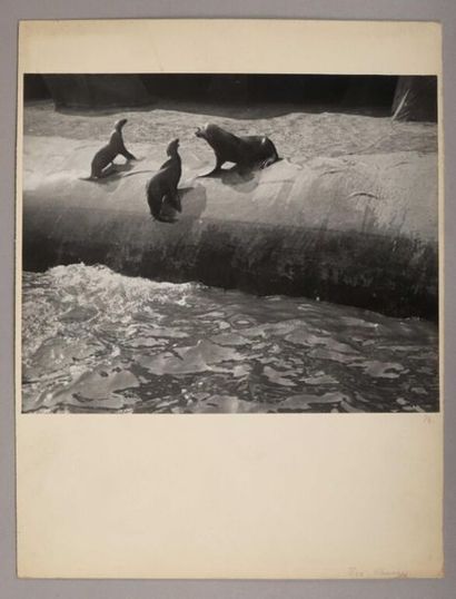 André DURAND.
Études animalières, c. 1930-1950.
Ours....