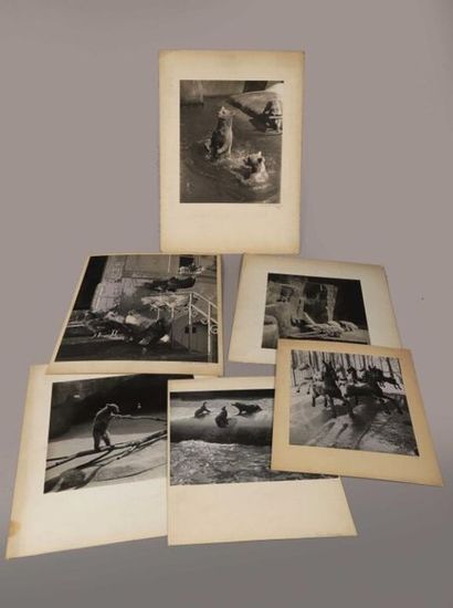 André DURAND.
Études animalières, c. 1930-1950.
Ours....