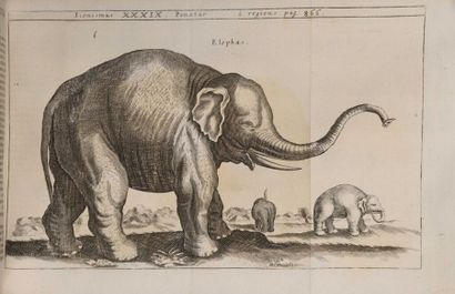 SCHOTT (Gaspar). Physica curiosa, sive Mirabilia...