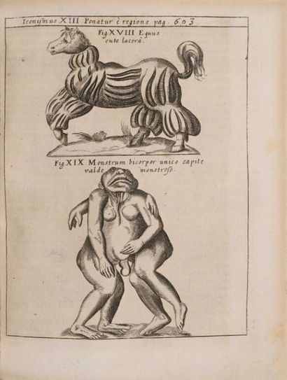 SCHOTT (Gaspar). Physica curiosa, sive Mirabilia...