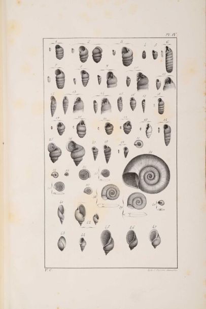 GRAS (Albin). Description des mollusques...